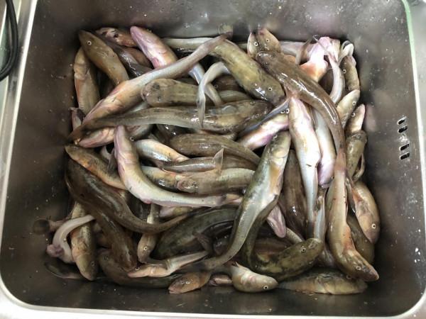 今年的楞巴魚咬口季，我還是溜達釣，這一箱子魚獲真過癮