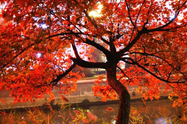 紅葉的季節來咯 紅葉的季節來咯