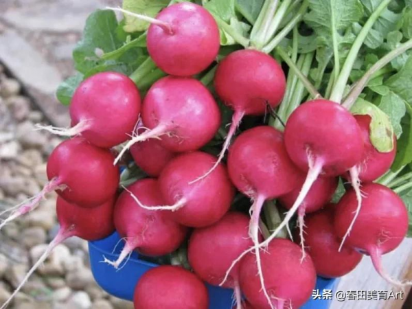 教程丨少兒美術課程《拔呀拔呀拔蘿蔔》 教程丨少兒美術課程《拔呀拔呀拔蘿蔔》