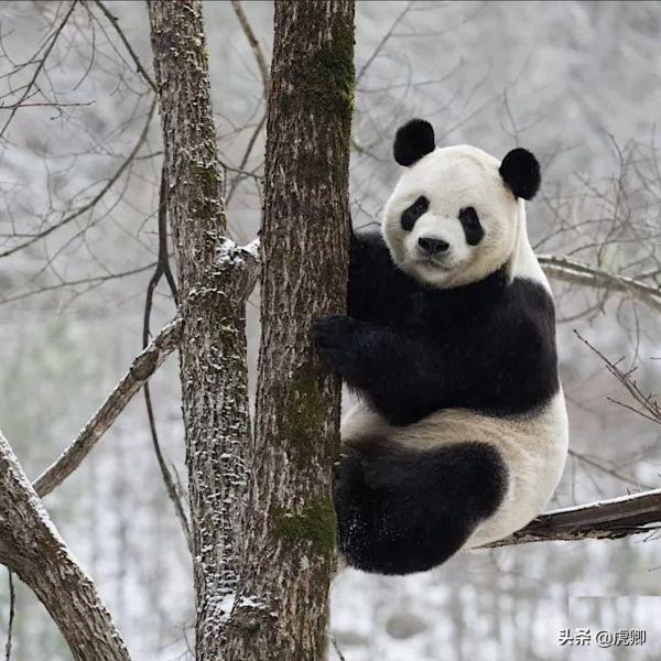 大熊貓為何瀕危？守候女友一星期，只享樂30秒，還有華南虎在追殺