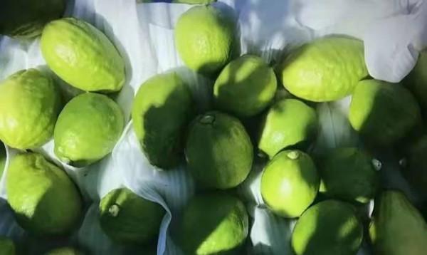 沁口香檸：喝了那麼多檸檬茶，那你知道它有什麼功效嗎？