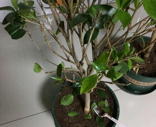茶花換盆掉葉成“光桿”,原因只有一個,下次注意才能保證長勢 茶花換盆掉葉成“光桿”,原因只有一個,下次注意才能保證長勢