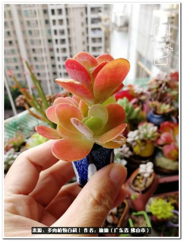 廣東的多肉陽臺:生命不息,折騰不止 廣東的多肉陽臺:生命不息,折騰不止