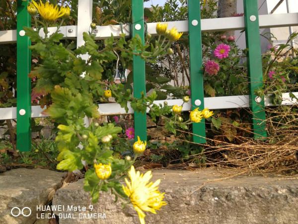 海上山晚秋——贈港校陳君、微友遠洋君