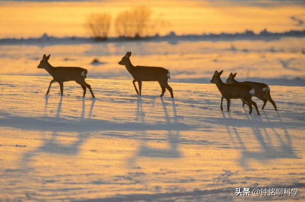傻狍子摔劈叉！狍子傻到這份上都沒滅絕，為什麼遇到人類就慫了？