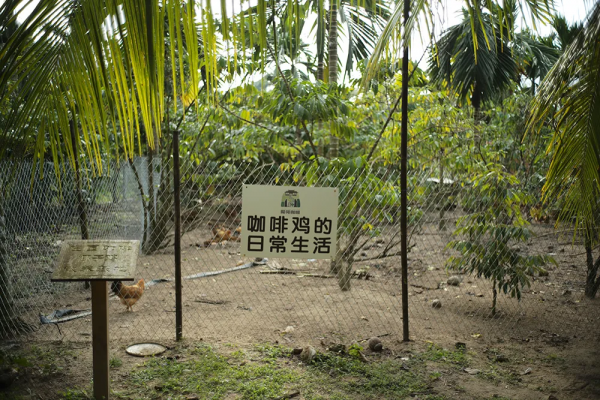 高鐵0.5h、物價只有一半，我願稱她為三亞最強備胎