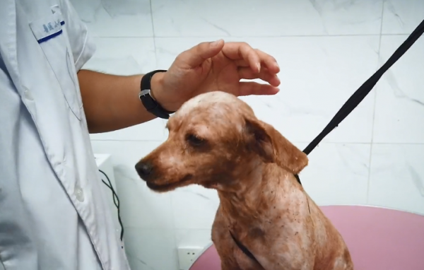 好心人從廠裡救助了一隻泰迪，送去醫院治療後：主人也太不負責了