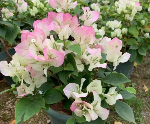 秋天快扦插，10種花不用買，掰個枝子插土裡，嗖嗖生根，成活率高