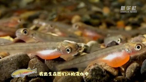 魚中“海歸”大麻哈魚的回家路