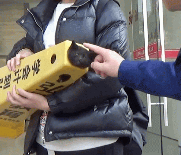 女子過馬路時發現一塊倒地的障礙牌，湊近後一看：哪裡來的小可愛