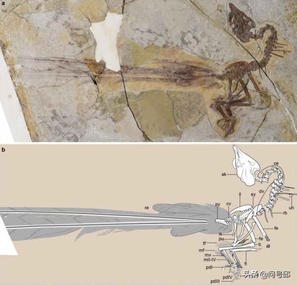 我國新發現：恐龍時代的小鳥，長著華麗細長的尾巴，簡直是累贅