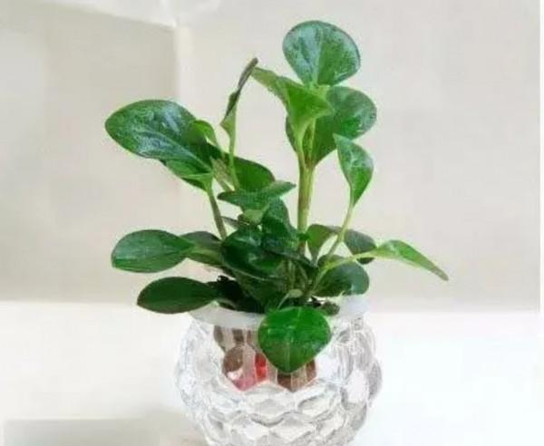 100種觀葉植物 | No.8 豆瓣綠養護攻略 100種觀葉植物 | No.8 豆瓣綠養護攻略