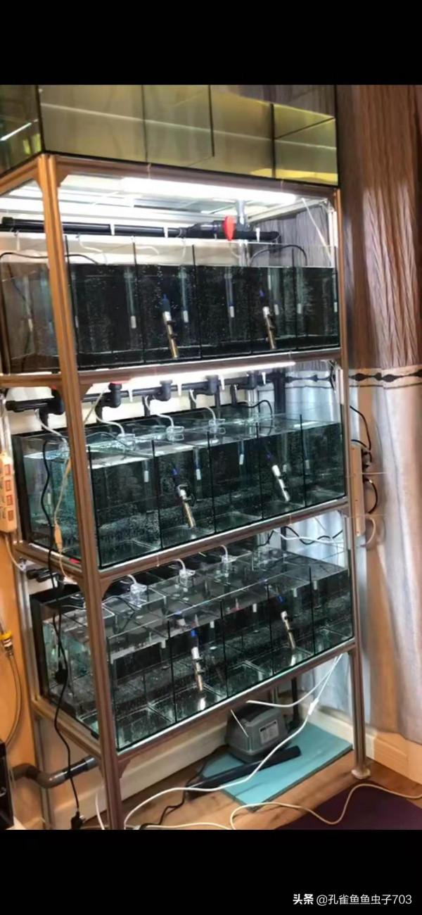 別人養的孔雀魚4個月都能繁殖了，而我養的6個月了，還這麼小啊？