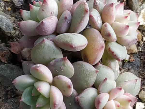 在家看手機,再看看多肉緩解一下視覺疲勞 在家看手機,再看看多肉緩解一下視覺疲勞