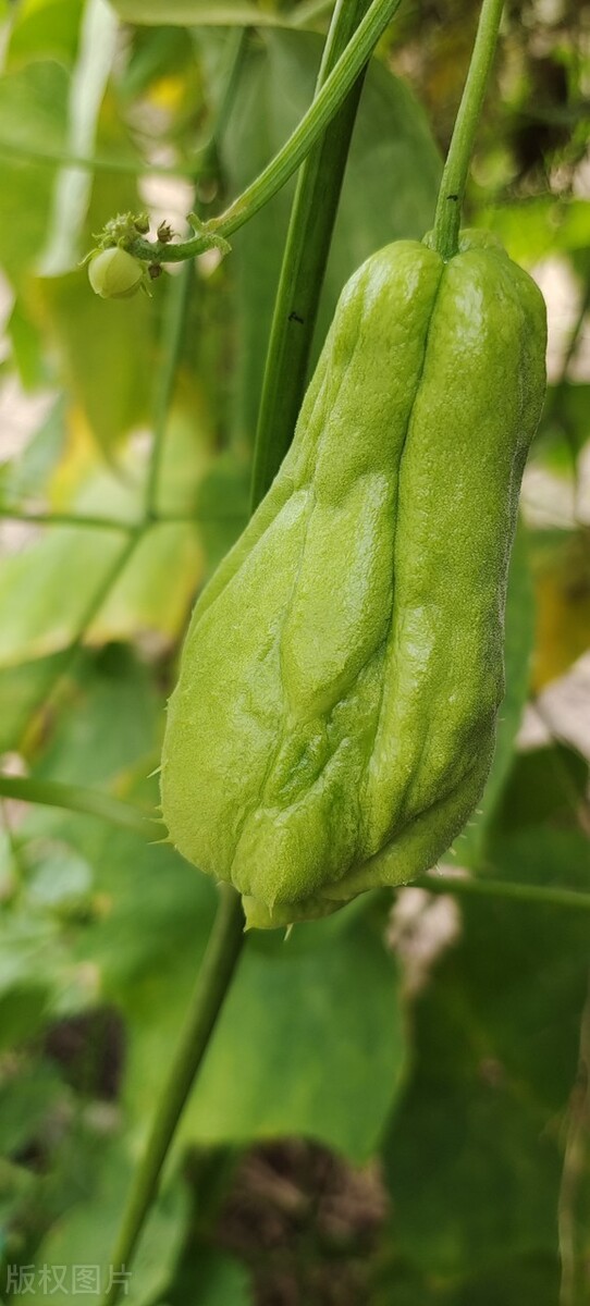 農村五種不生蟲“懶人蔬菜”，簡單易種，種一茬連續吃幾年多好