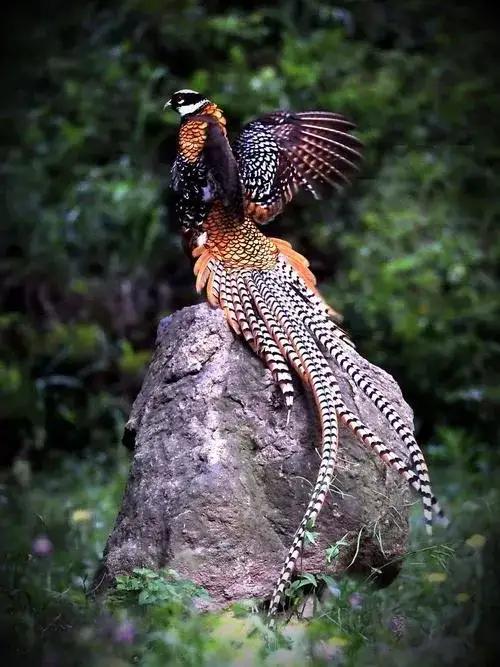 大自然中漂亮的“鳥兒”,日常生活中你見過幾種 大自然中漂亮的“鳥兒”,日常生活中你見過幾種