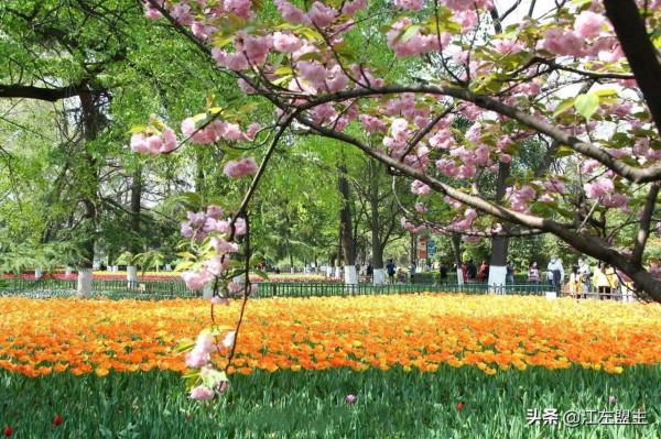 期待春天來了的時候，和你一日看盡長安花