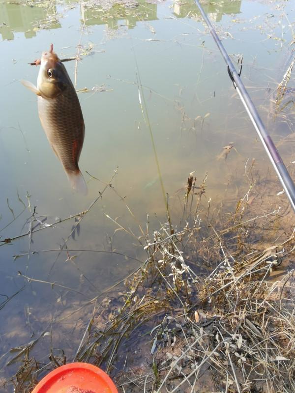 [十週年亅艱難釣魚路,我用妙招撬開鯽魚口 [十週年亅艱難釣魚路,我用妙招撬開鯽魚口