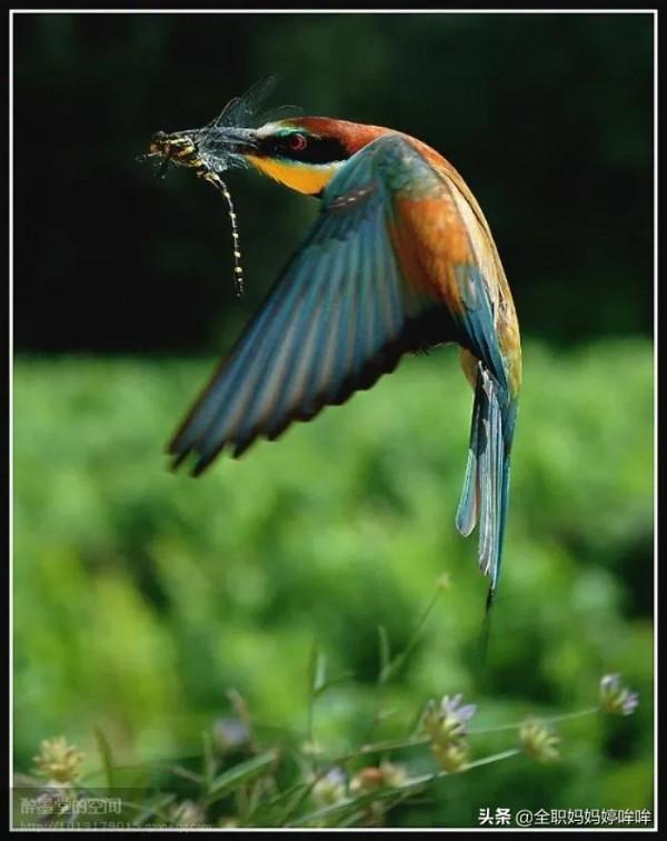 分享&mdash;&mdash;珍貴的稀有鳥類