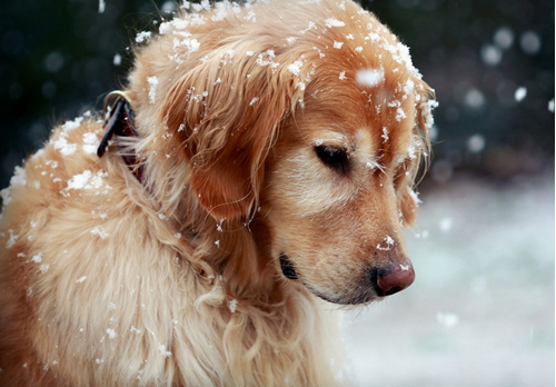 狗狗有這些特徵,主人別忽視了,這是缺“維生素”了 狗狗有這些特徵,主人別忽視了,這是缺“維生素”了