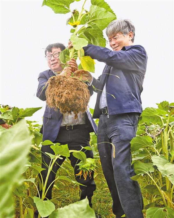 破解沙子向土壤轉換的力學“密碼”