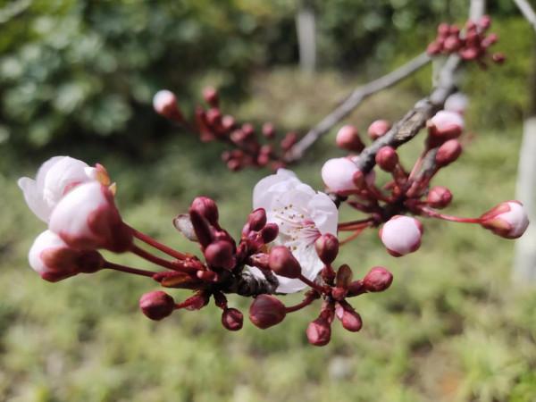 風和日麗，花花世界最是動人（原創）