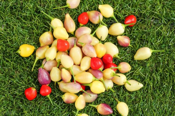 奇妙的感覺——來自於你卻又和你完全不同的生命