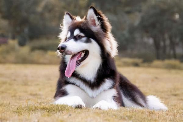 再三提醒:養這幾種狗狗,需慎重考慮,別不聽勸 再三提醒:養這幾種狗狗,需慎重考慮,別不聽勸