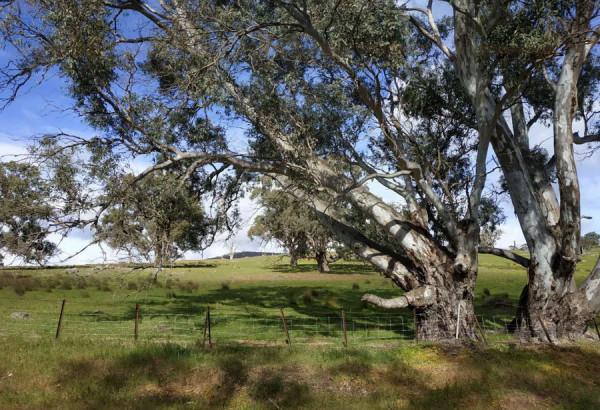 一路向東，乘“鴕鳥號”旅遊列車，從阿德萊德到巴拉瑞特