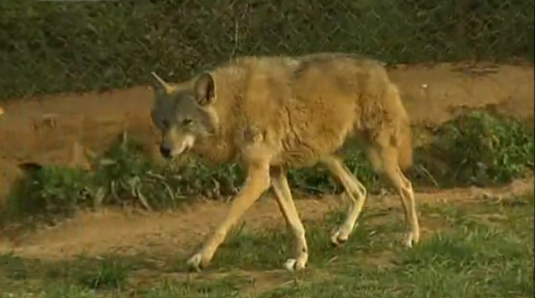 義母花犬哺育狼幼崽，入狼群和大灰談戀愛，動物的愛情也是愛情