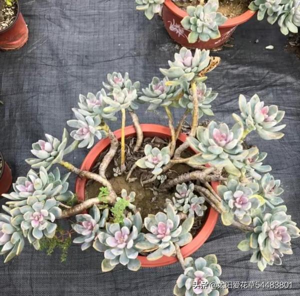 冬至,可以入手的6種多肉,好看好養,出狀態美如天仙 冬至,可以入手的6種多肉,好看好養,出狀態美如天仙