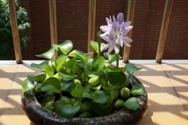 大多數花澆多水會死,而這10款花就喜歡泡水裡,天天澆水也不怕 大多數花澆多水會死,而這10款花就喜歡泡水裡,天天澆水也不怕