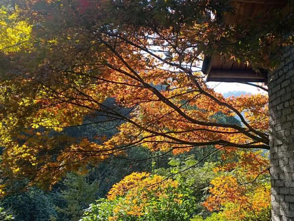 連日暖陽,快來張家界武陵源欣賞初冬的色彩 連日暖陽,快來張家界武陵源欣賞初冬的色彩