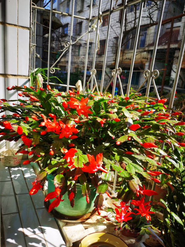 蟹爪蘭軟趴趴，葉子蔫不開花，避開3個&OpenCurlyDoubleQuote;痛點&rdquo;，過年開成花大樹