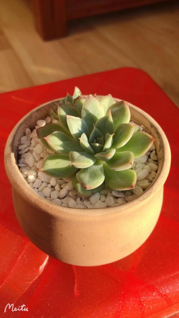 肉肉小白的苦惱