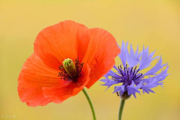 很獨特的花兒，不忍心獨享。你可能沒見過幾樣。有幾種你認識的？