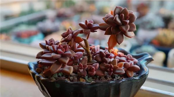 這幾種多肉非常容易爆盆,不知不覺一大盆,非常有成就感 這幾種多肉非常容易爆盆,不知不覺一大盆,非常有成就感