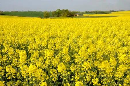 分享圖片，春天來了，滿山遍野的油菜花開了