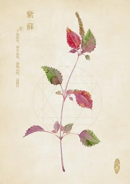 慢性咽炎(梅核氣)的專用方——半夏厚朴湯 慢性咽炎(梅核氣)的專用方——半夏厚朴湯