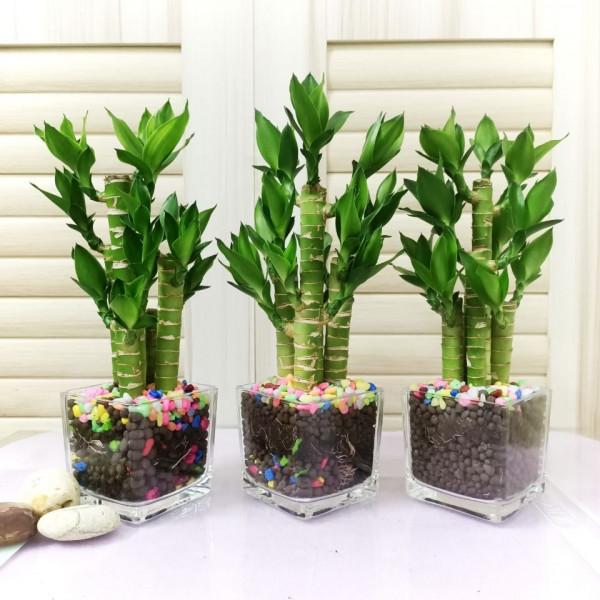 老話說“客廳養三竹，平安又富足”，不是迷信，是有科學依據的