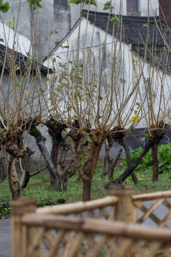 聯莊村：一個＂整＂出來的野趣盎然江南水鄉