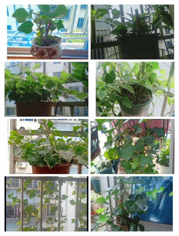 什麼綠植比較好養