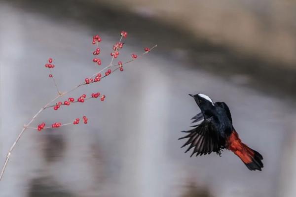 京西驚現白頂溪鴝!在平原地帶屬罕見鳥種 京西驚現白頂溪鴝!在平原地帶屬罕見鳥種