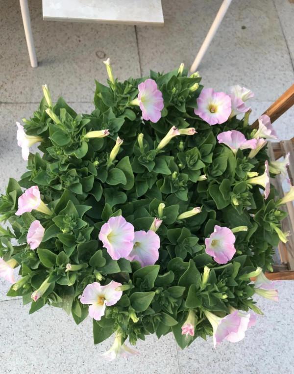 矮牽牛花，要想開花爆盆，就要大剪大修，有舍才有得