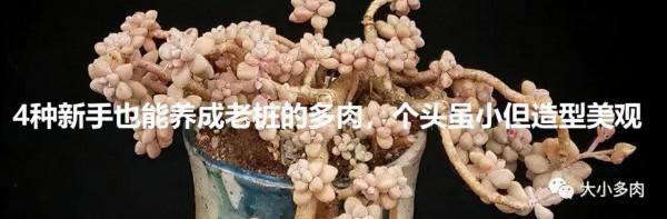 盤點盤點多肉界的“美人”們，個個顏值爆表，你養過哪幾種？