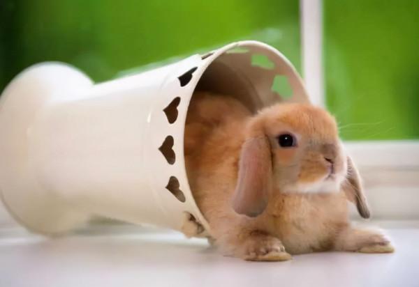 山東小夥辦寵物農場，賣萌寵年入1800萬，帶動村民走上致富路