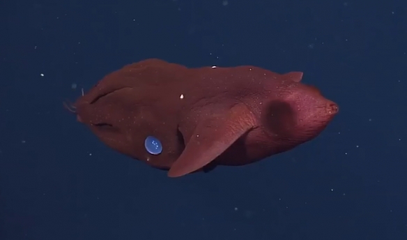 蒙特利灣水族館研究所2021年珍稀深海生物攝影盤點