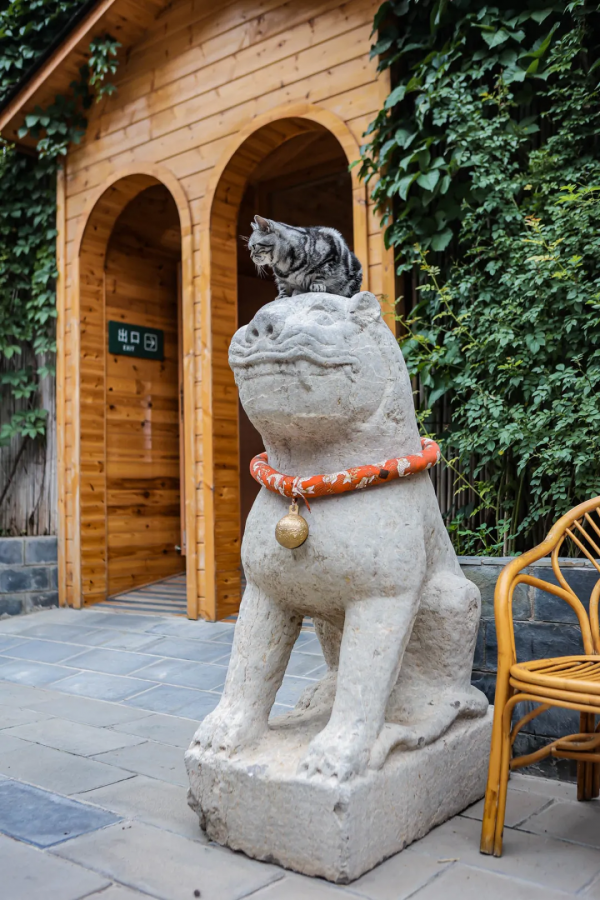 貓館長的守護神,是你嗎? 貓館長的守護神,是你嗎?