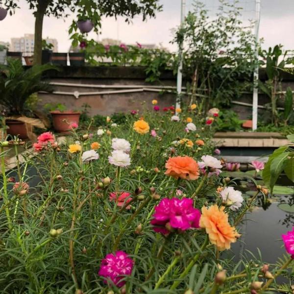 氣溫回升，5種花早施肥早開花，抓緊了