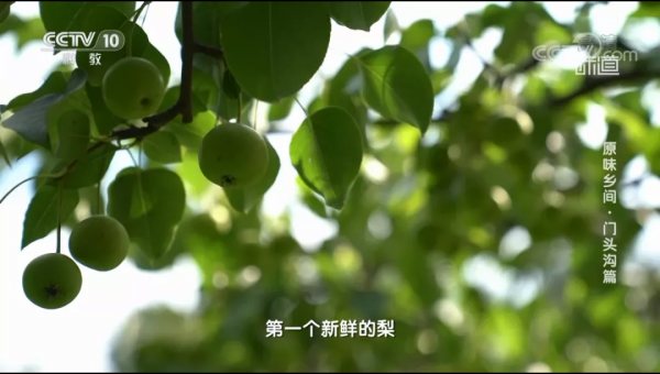 谷山味道▐ 厲害了!糧倉宴亮相央視,揭秘豪橫美食!果蔬採摘節強勢來襲! 谷山味道▐ 厲害了!糧倉宴亮相央視,揭秘豪橫美食!果蔬採摘節強勢來襲!